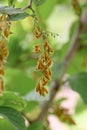 Epaulette tree Pterostyrax hispidus, small ribbed pending fruits